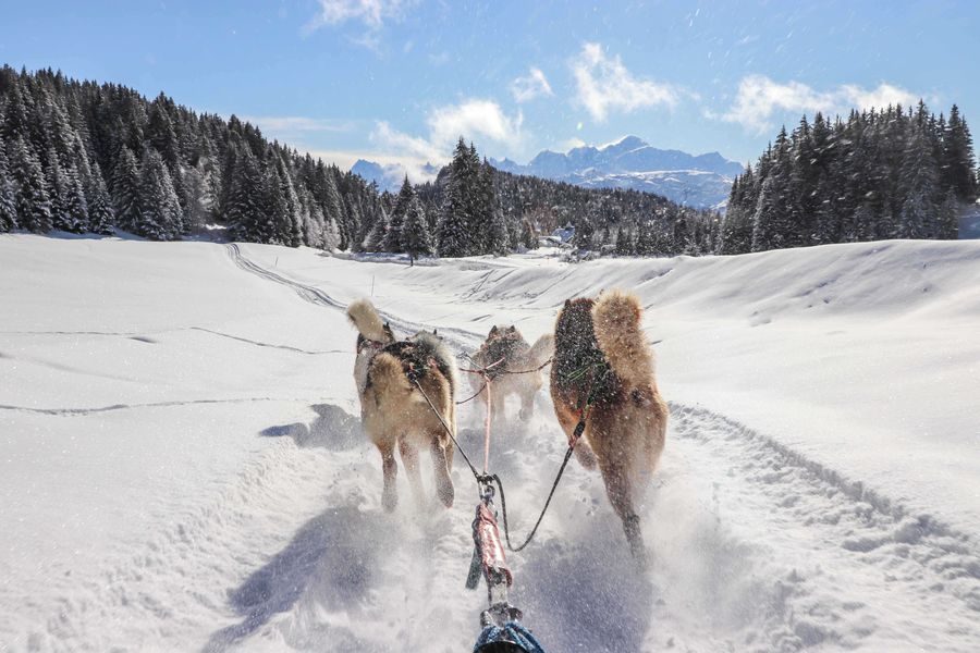 © Baptême découverte en chiens de traîneaux au Praz de Lys - De beaux lents demain