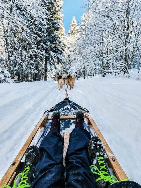 © Baptême découverte en chiens de traîneaux au Praz de Lys - De beaux lents demain