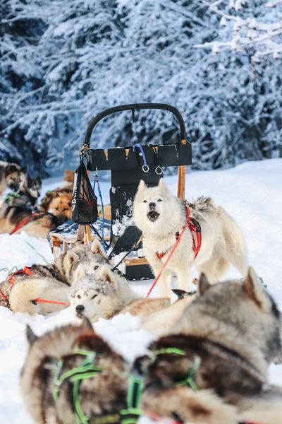 © Baptême découverte en chiens de traîneaux au Praz de Lys - De beaux lents demain