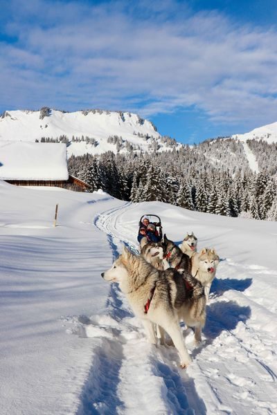 © Baptême découverte en chiens de traîneaux au Praz de Lys - De beaux lents demain