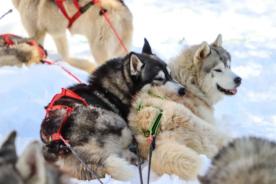 © Baptême découverte en chiens de traîneaux au Praz de Lys - De beaux lents demain