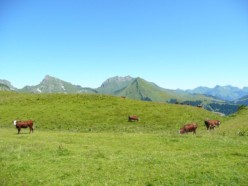 © Jambon au foin - Praz de Lys Sommand Tourisme