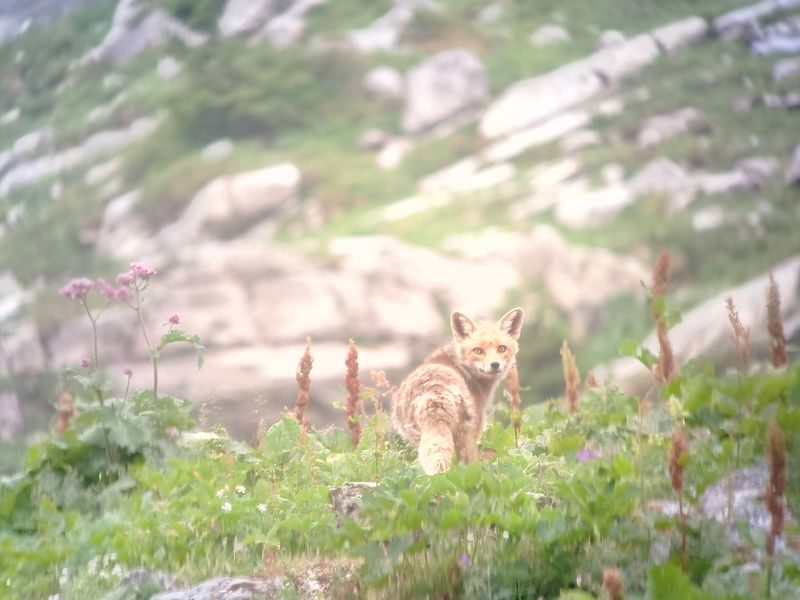 © Observation de la faune - Mathias Mercier