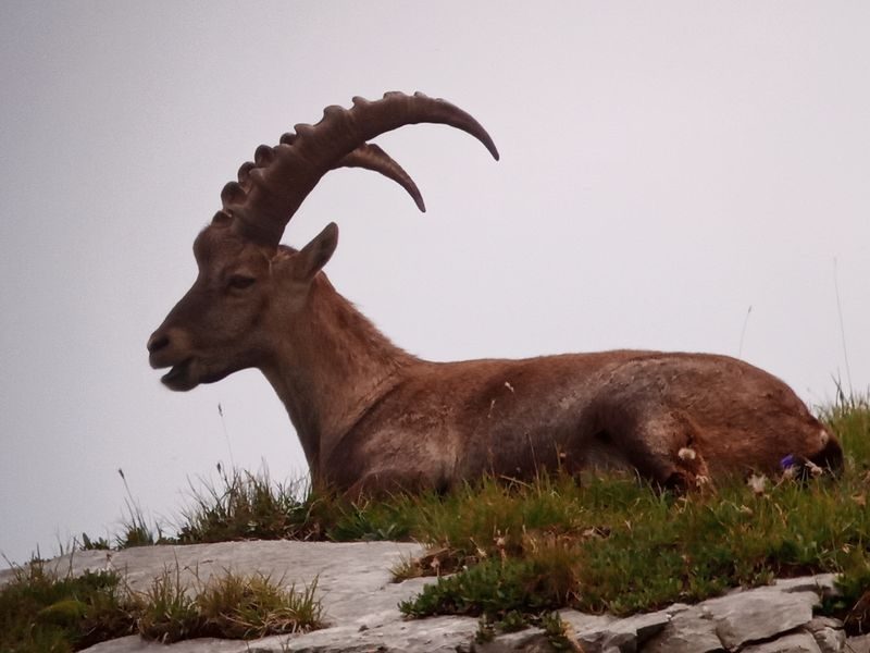 © Observation de la faune - Mathias Mercier