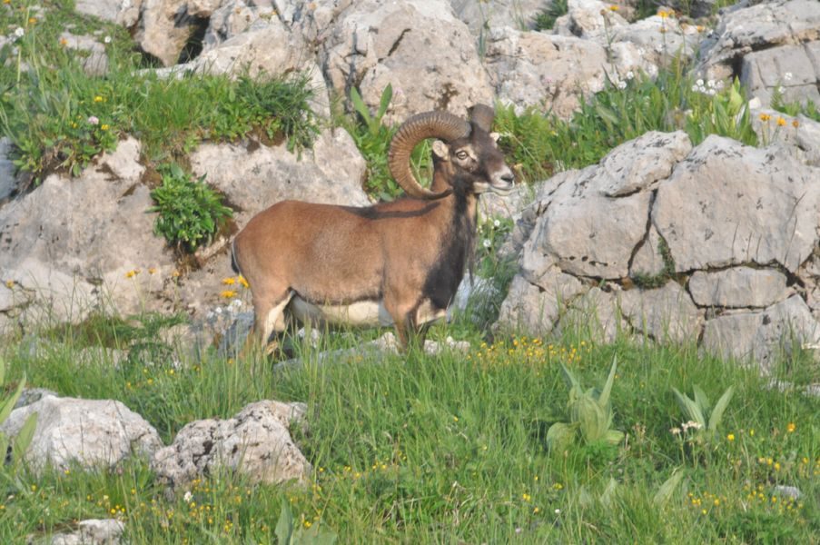 © Sunset et chamois - Mathias Mercier