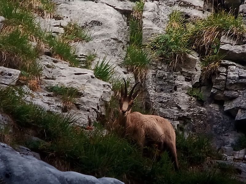 © Sunset et chamois - Mathias Mercier