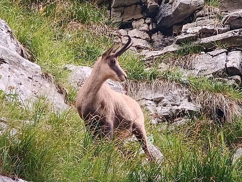 © Sunset et chamois - Mathias Mercier