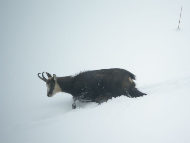 © Raquette et pique-nique avec les chamois - Mathias Mercier