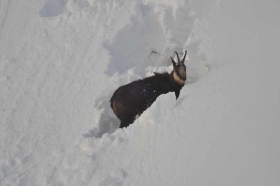 © Raquette et pique-nique avec les chamois - Mathias Mercier