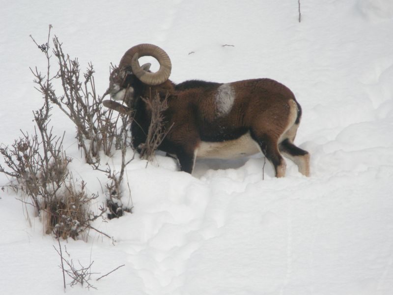 © Raquette et pique-nique avec les chamois - Mathias Mercier