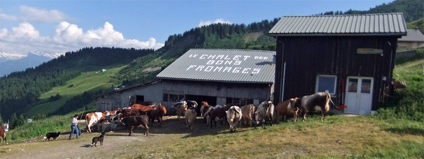 © Goûter à la ferme - Auberge du Lys Blanc