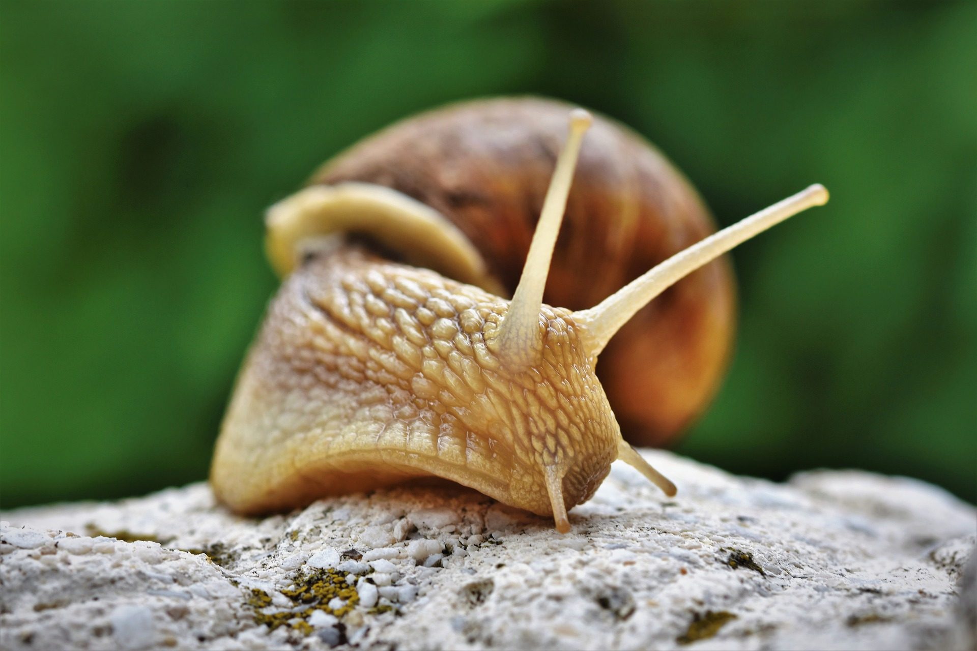 © La Ferme aux Escargots d'Arno - Deransy Arnaud