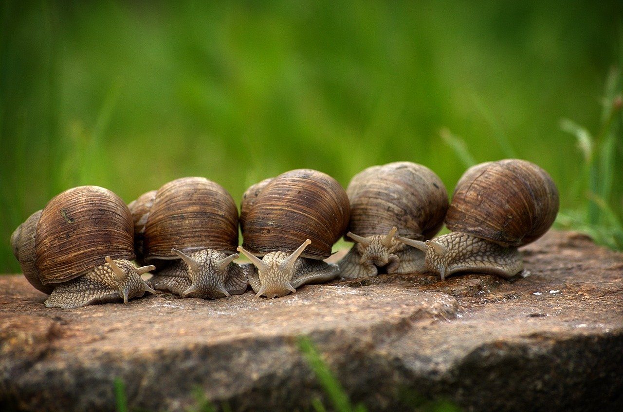 © La Ferme aux Escargots d'Arno - Deransy Arnaud