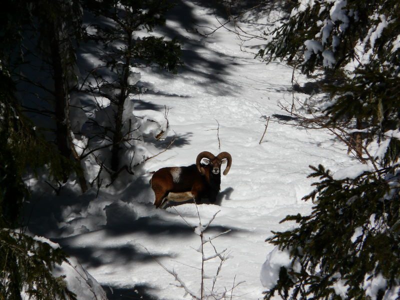 © Sortie découverte - Visite de la réserve naturelle de Sixt-Fer-à-Cheval / Passy - Pauline Pretet