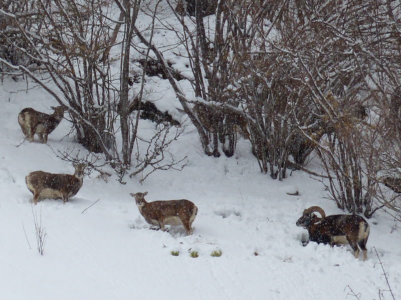 © Sortie découverte - Randonnée accompagnée en raquettes : Les mouflons de la Montagne de Uble - ecolorado