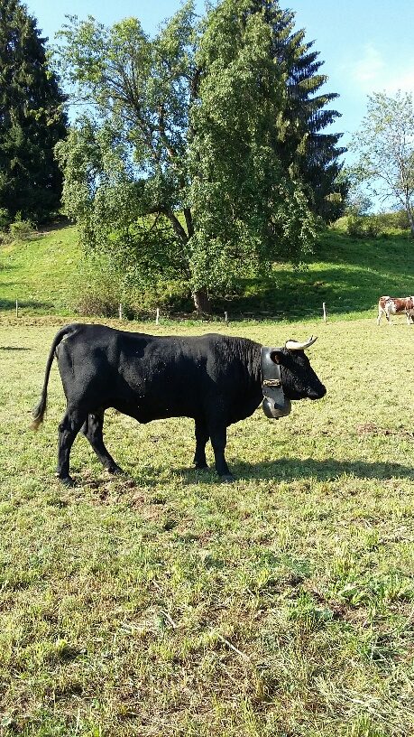 © GAEC des Croës Canailles - La Ferme des Croës Canailles