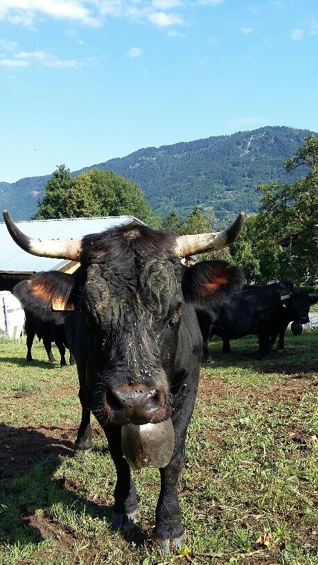 © GAEC des Croës Canailles - La Ferme des Croës Canailles