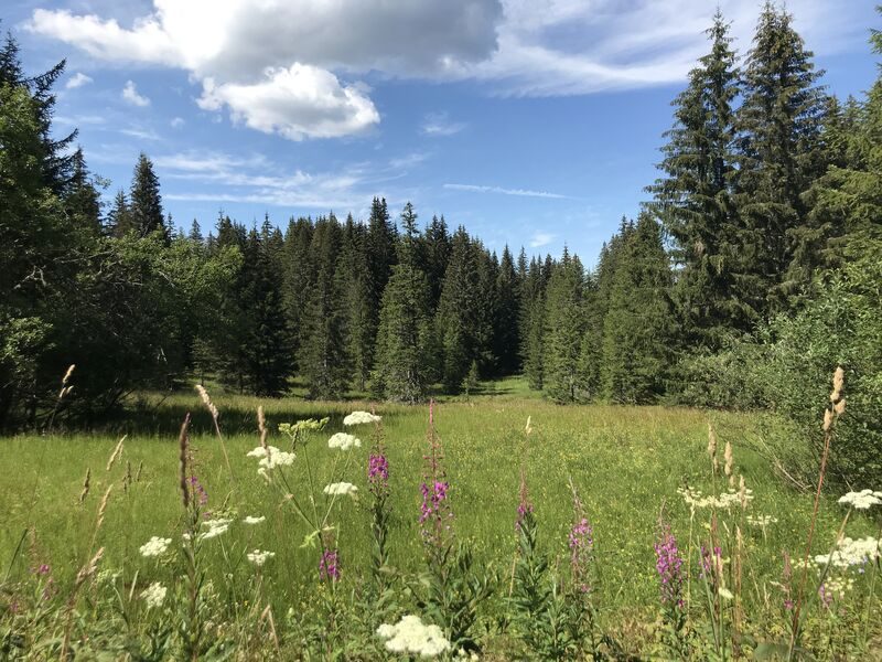 © Plateau de Loëx - Praz de Lys Sommand Tourisme