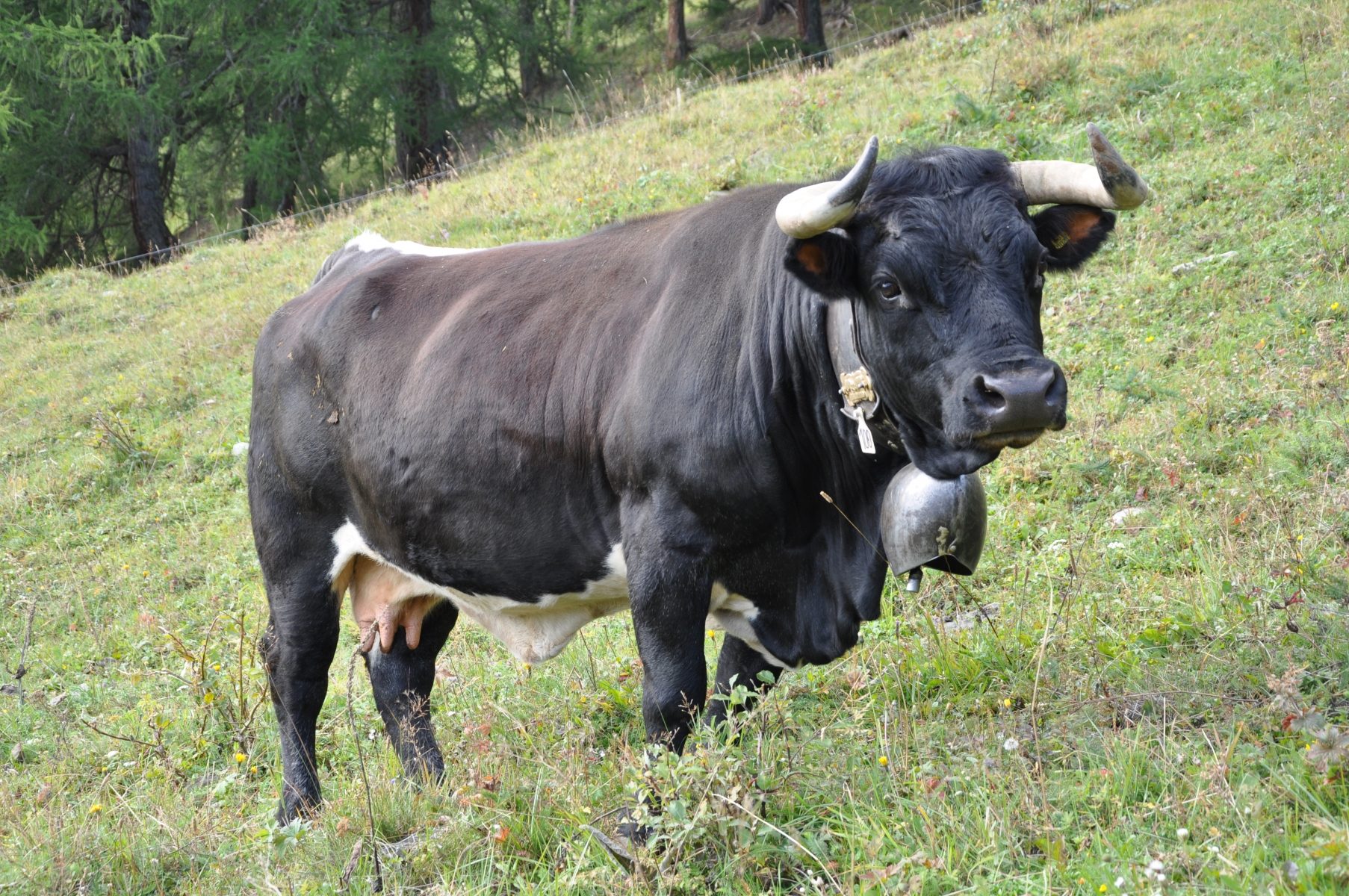 © Fédération Suisse d'élevage de la Race d'Hérens - La Ferme des Croës Canailles